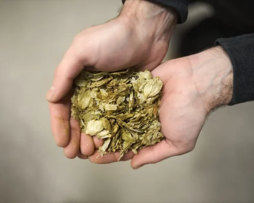 Trappist monks brewing beer. Monk holding hops that are used to brew Tynt Meadow ale