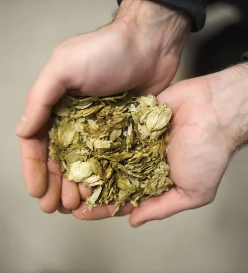 Trappist monks brewing beer. Monk holding hops that are used to brew Tynt Meadow ale